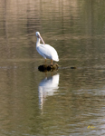 American White Pellican